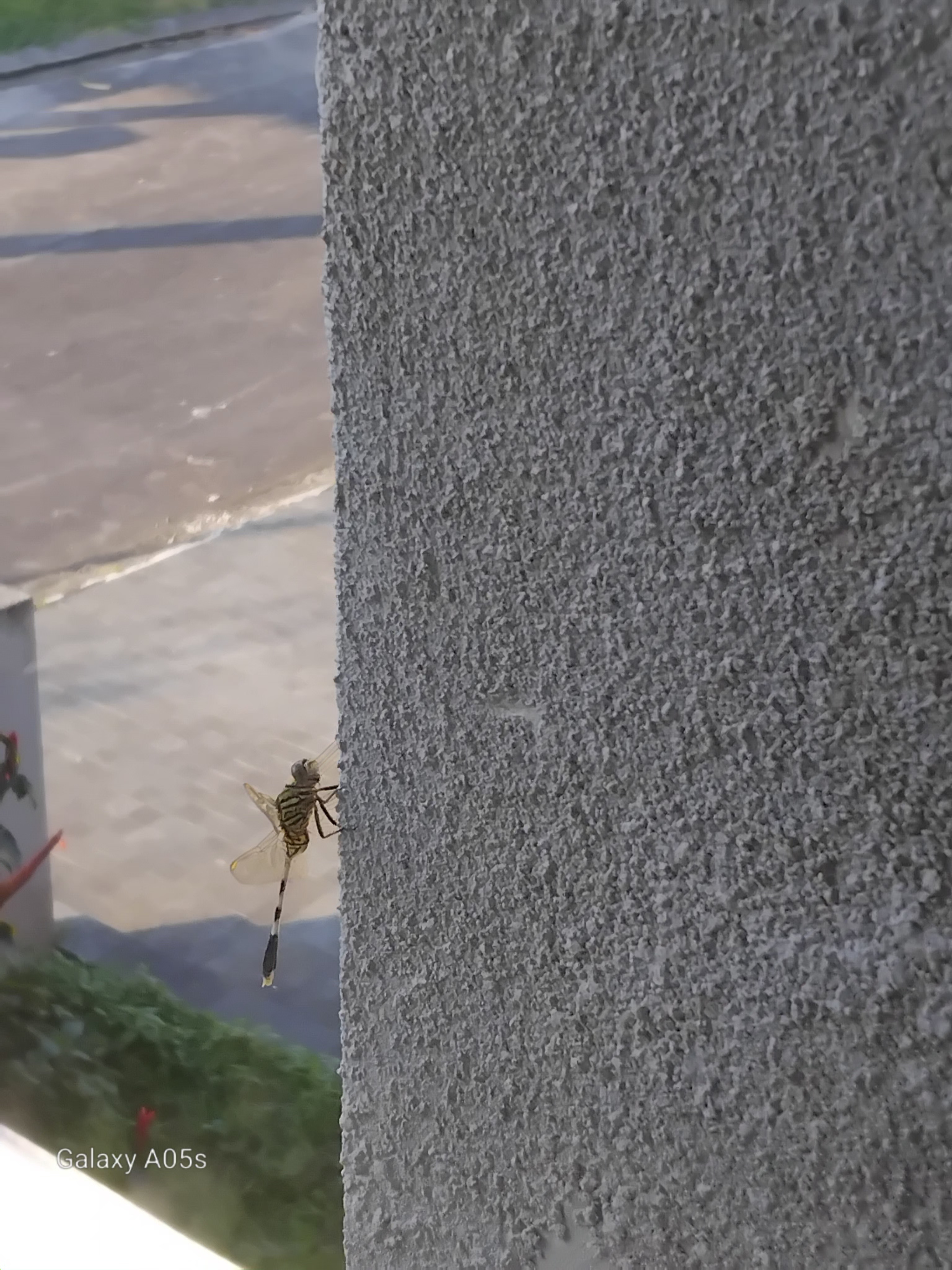 Dragonfly