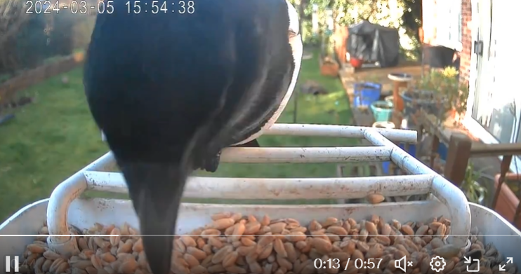 Magpie latsot