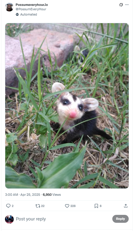 Possums