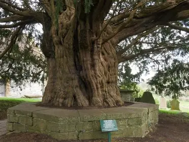 Yew tree at Compton Dundon